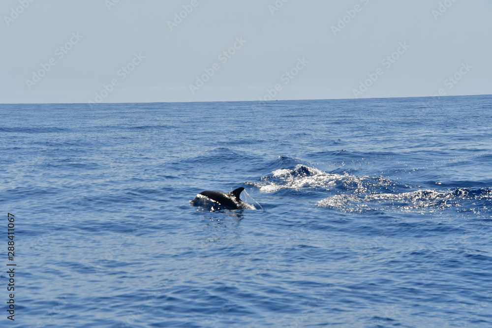 Fototapeta premium DELFÍN