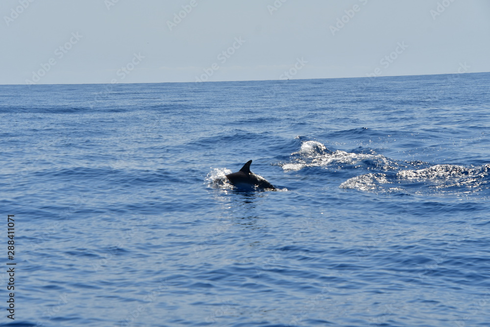 Fototapeta premium DELFIN