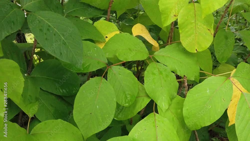 Poison Ivy. A poisonous plant that causing an itching, irritating, and sometimes painful rash in most people who touch it. Poison Ivy. A poisonous plant that causing an itching, irritating, and sometimes painful rash in most people who touch it.