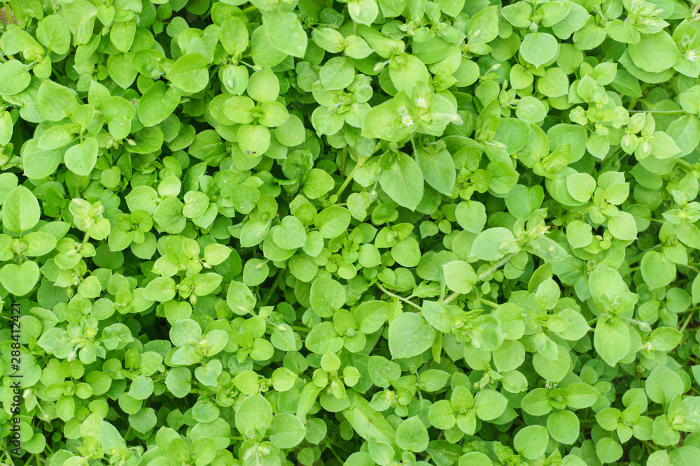 Shape and pattern of the freshness of green leaves for natural background and wallpaper. Soft focus. Shape and pattern of the freshness of green leaves for natural background and wallpaper. Soft focus.