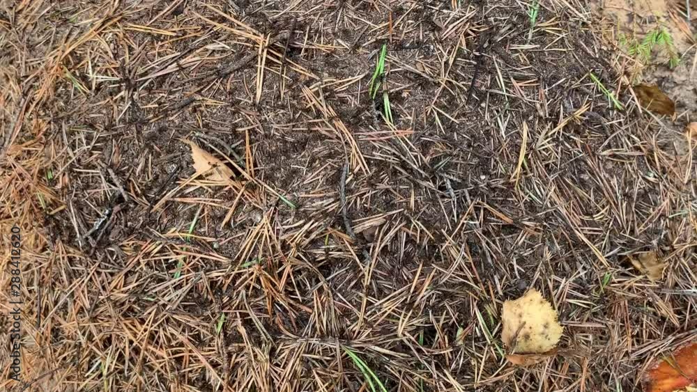 Close up of an anthill with pine needles. Big anthill with colony of ants in forest. Close up of an anthill with pine needles. Big anthill with colony of ants in forest.