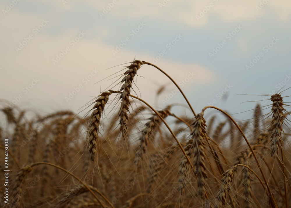 Fototapeta premium ears of wheat