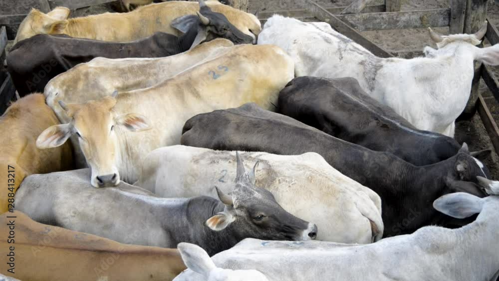 Upper view of a young male cattle herd in a very crowded corral. Tilt down. Upper view of a young male cattle herd in a very crowded corral. Tilt down.