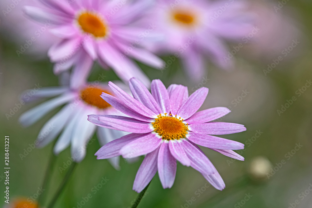 Obraz premium Pink daisy close up