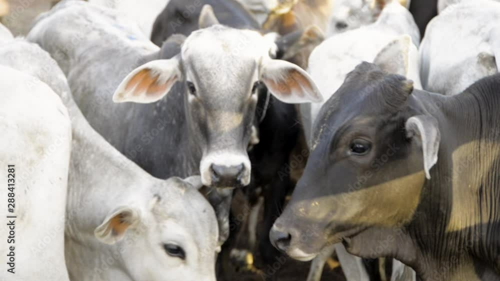 Close up of a young cattle in a herd moving away from the camera. Close up of a young cattle in a herd moving away from the camera.