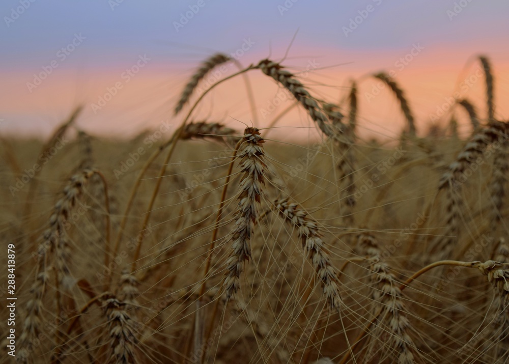 Obraz premium field of wheat