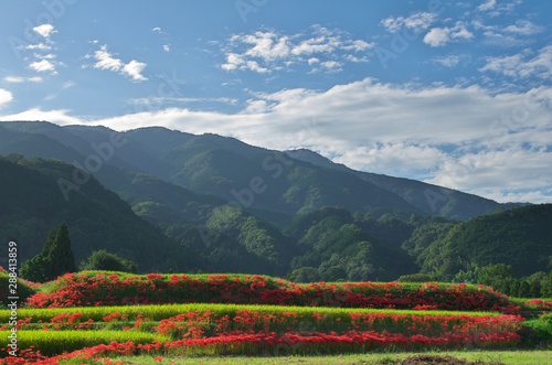 Konstfotografi Lycoris radiata in nara japan