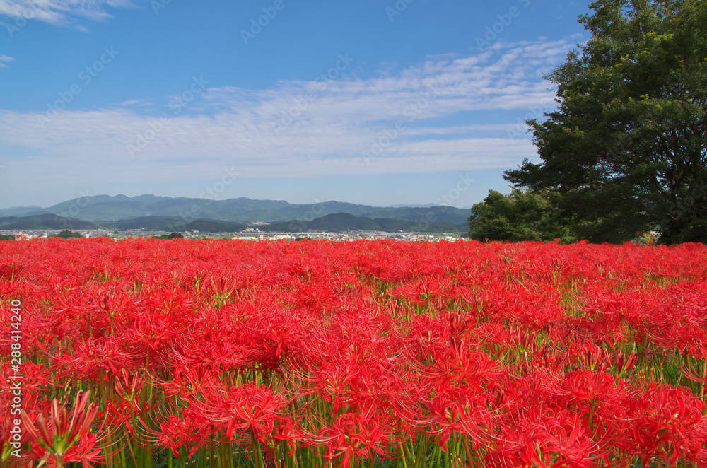 Lycoris radiata in nara japan