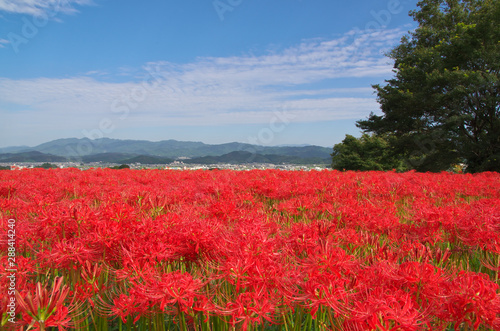 Canvas Print Lycoris radiata in nara japan