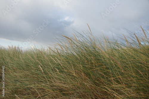 waving dune grass