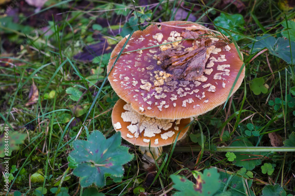 Close up of an Aminita regalis mushroom, also known as Royal fly agaric. Close up of an Aminita regalis mushroom, also known as Royal fly agaric.
