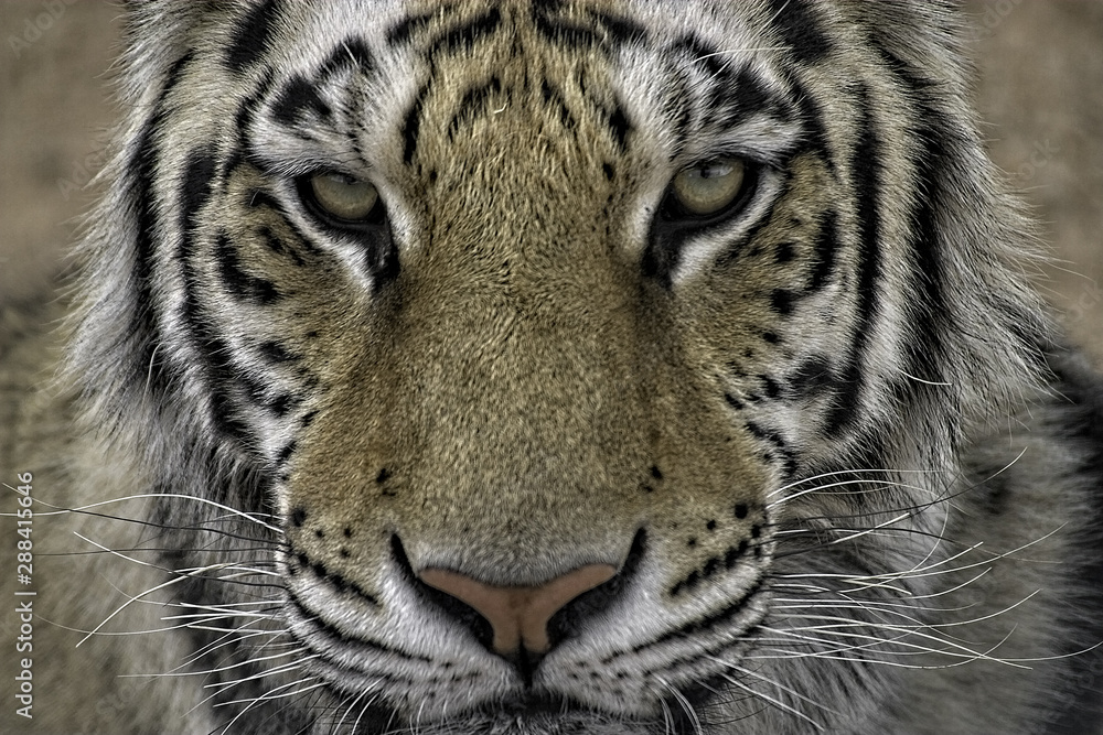 Fototapeta Tygrys bengalski. Zbliżenie głowy i wpatrując się w kamerę (mnie).