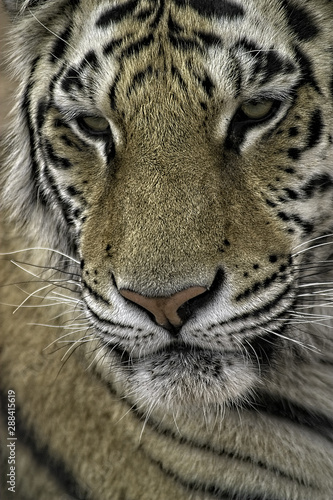 Fototapeta Naklejka Na Ścianę i Meble -  Bengal Tiger. Closeup of face and staring at camera.