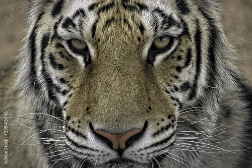 Bengal Tiger. Closeup of head and staring at camera  me .