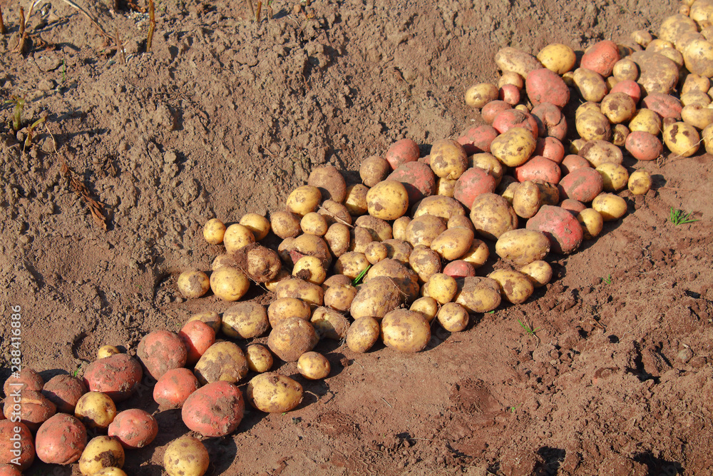 Fresh potatoes in a field on a farm. Close-up. Background.