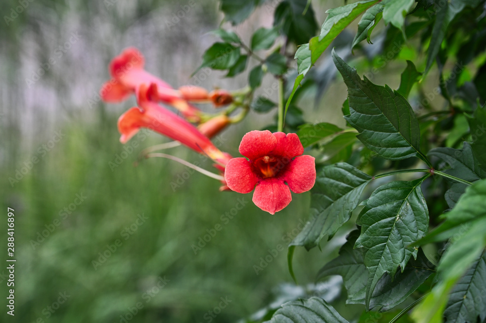 Obraz premium Red Trumpet Flower Blossoms with Green Leaves on Split Green and Brown Bokeh Background