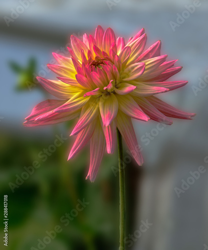 Hybred Dahlia