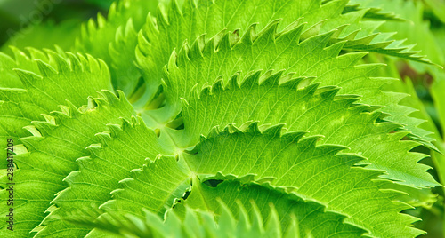 Serrated Edges