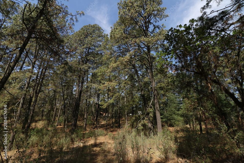 Fototapeta premium Hacienda de la Luz Nanacamilpa Tlaxcala.