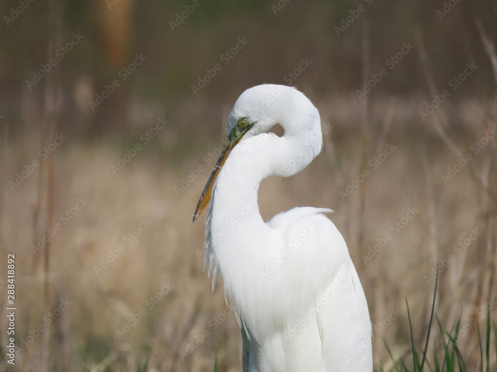 Obraz premium Snowy Egret