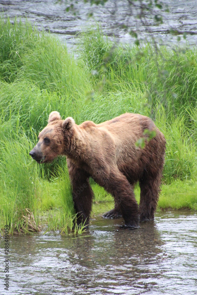 Grizzly Grizzly