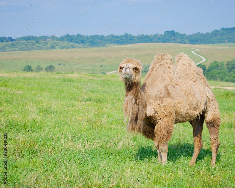 Obraz premium Camel standing on grassy hill