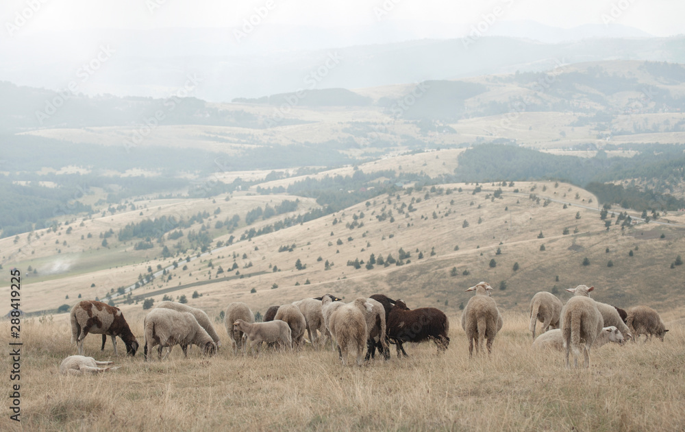 Beautiful view of sheep grazing in hilly landscape Flock of sheep.  Livestock in nature