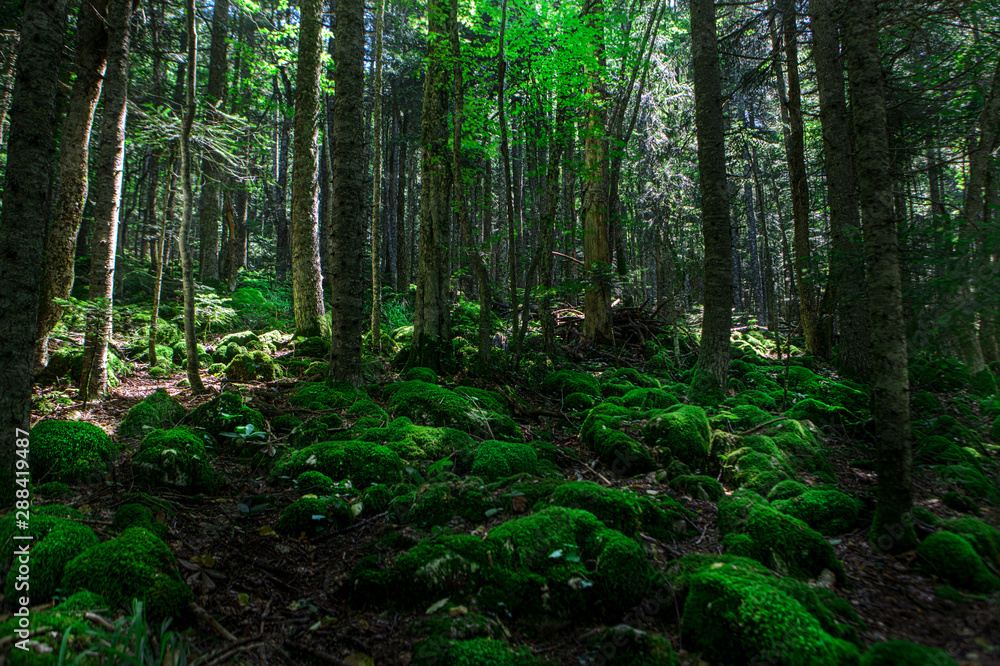 Forest Tree Nature Forest Tree Nature