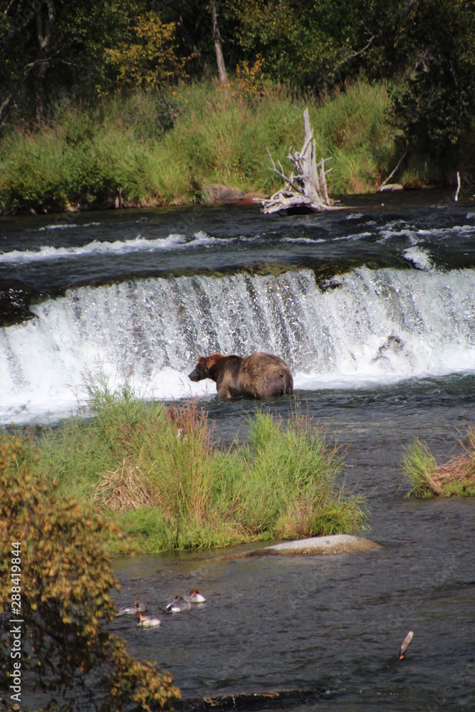 Fototapeta premium Brooks Falls AK