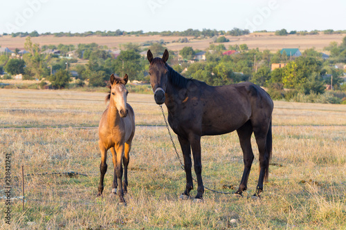 Wallpaper Mural A mare with a foal in the pasture. An animal that grazes. Horses eat grass at dawn. Torontodigital.ca