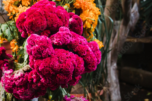Flor de Terciopelo o Celosia, Mexican Flowers for offerings ofrendas in di­a de muertos Day of the Dead Mexican tradition