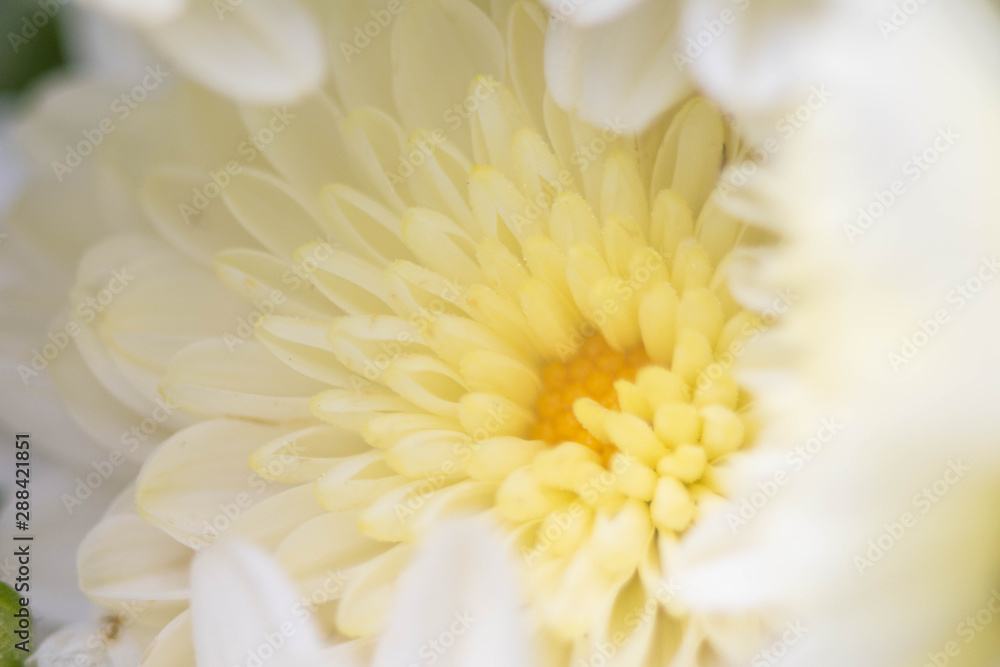 Fototapeta premium macro flowers