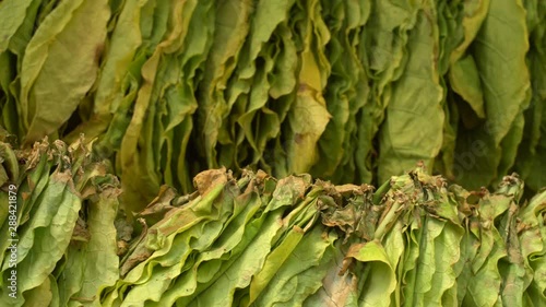 Green Tobbaco lives drying in the sun