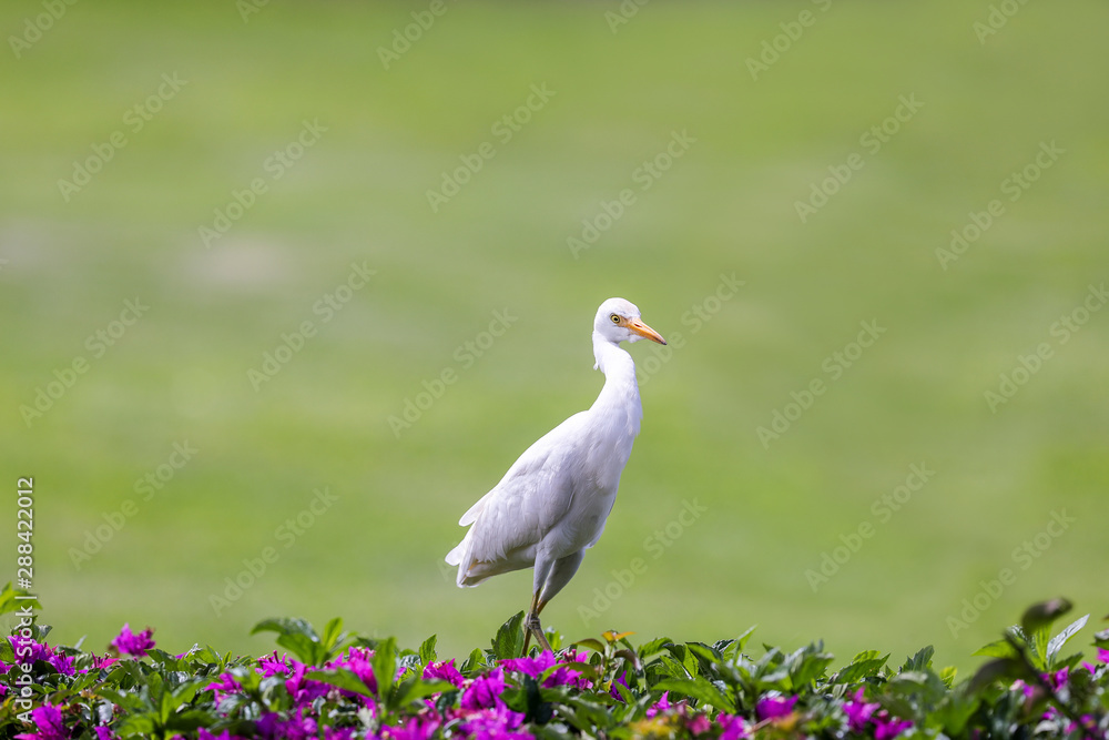 Fototapeta premium White Bird