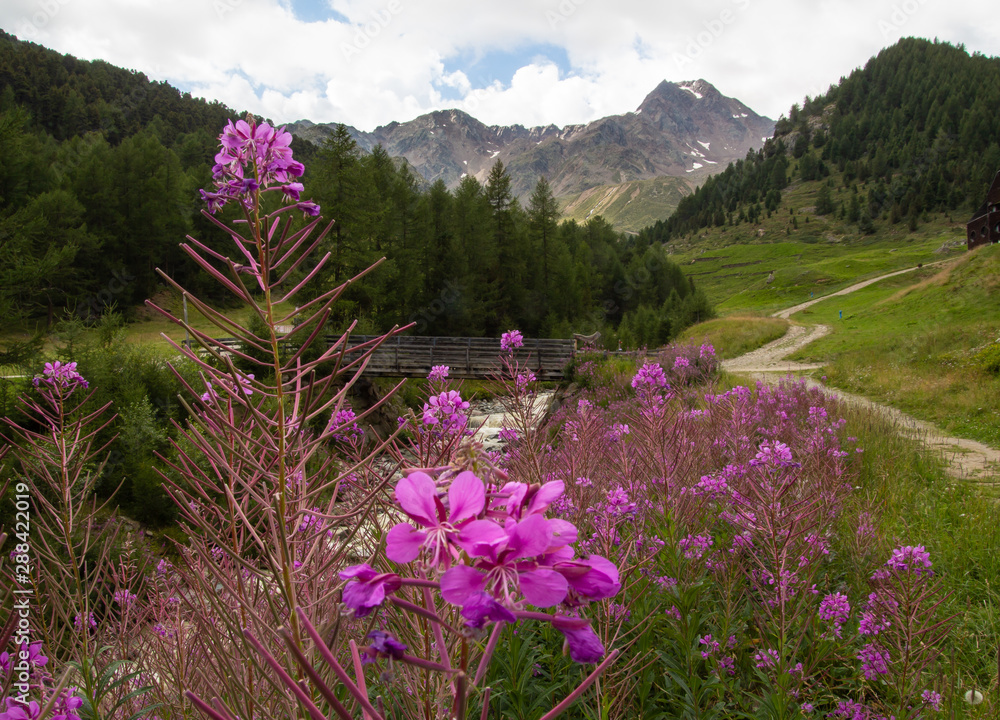 Fototapeta premium Berglandschaft in Kurzras im Schnalstal (Südtirol) mit Weidenröschen am Ufer eines Gebirgsbaches und den Gipfeln äußere und innere Quellspitze