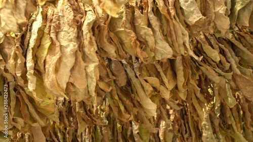 Dried tobacco leaves ready for further processing