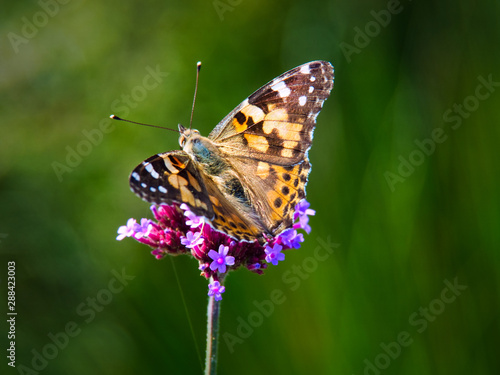 Beautiful and colorful butterfly harvesting nectar on flower.