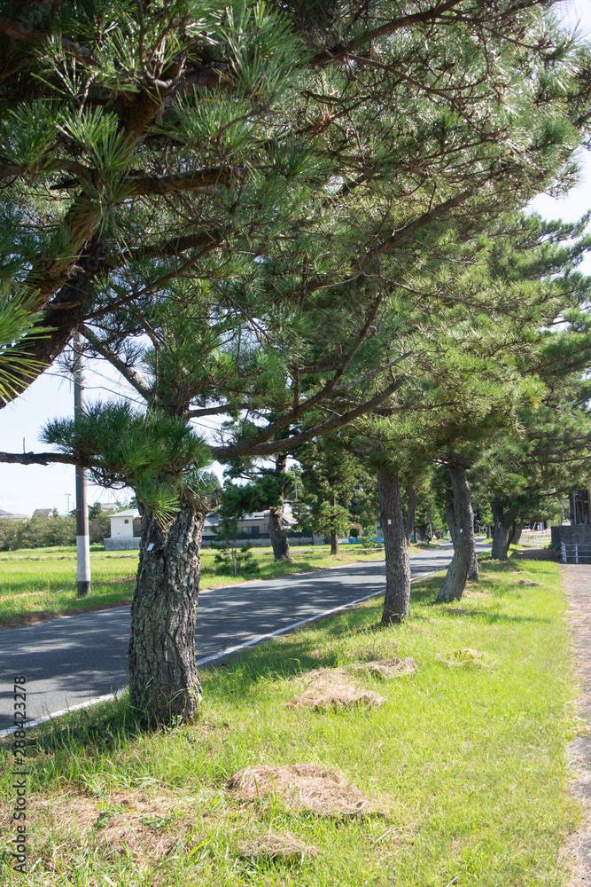 Pine tree avenue of Tokaido road in Kakegawa city, Shizuoka prefecture, Japan. Pine tree avenue of Tokaido road in Kakegawa city, Shizuoka prefecture, Japan.