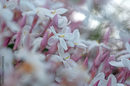 Pink Jasmine Vine
