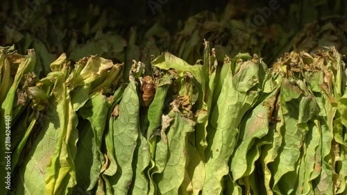 Green Tobbaco lives drying in the sun