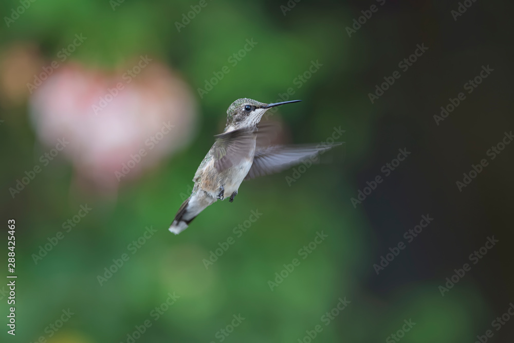 Obraz premium Room for Copy on the Right