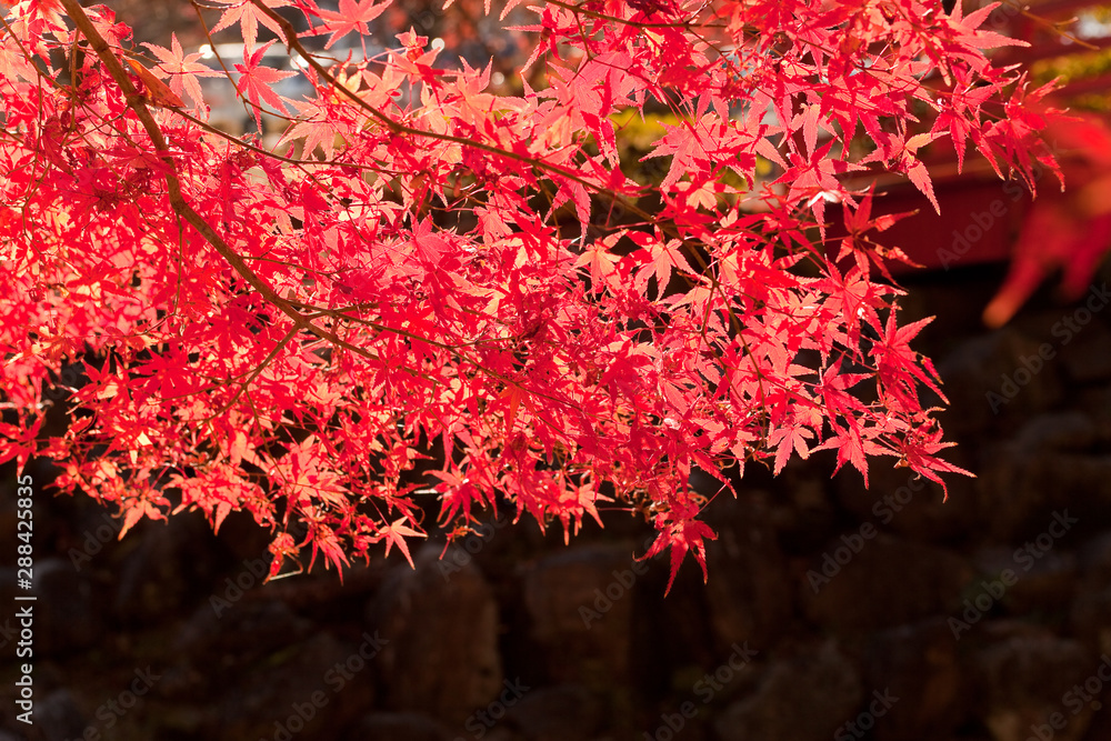 いちき串木野市冠岳の紅葉