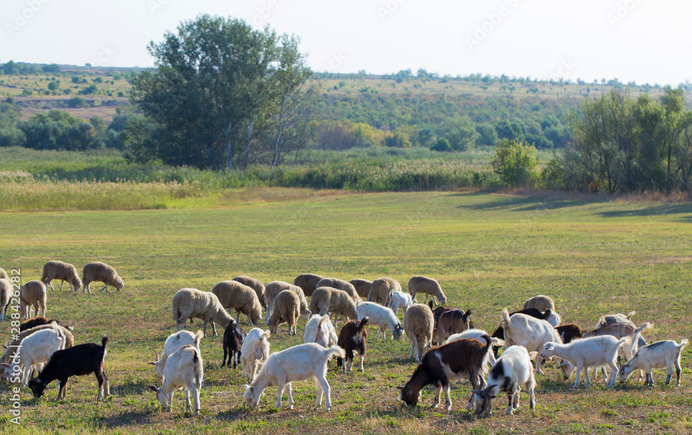 A herd of goats and sheep. Animals graze in the meadow. Pastures of Europe. A herd of goats and sheep. Animals graze in the meadow. Pastures of Europe.