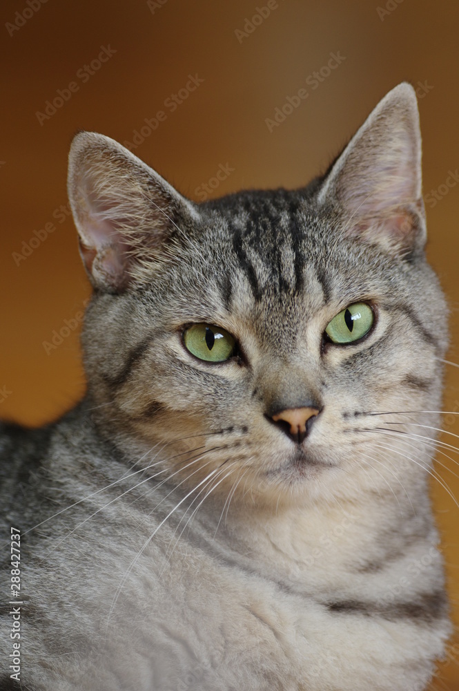 Fototapeta premium サバトラ猫