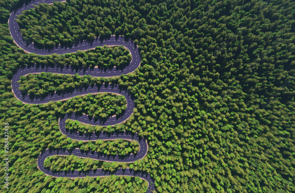 Obraz premium road among the forest, top view, comparison of the river arteries 3d render
