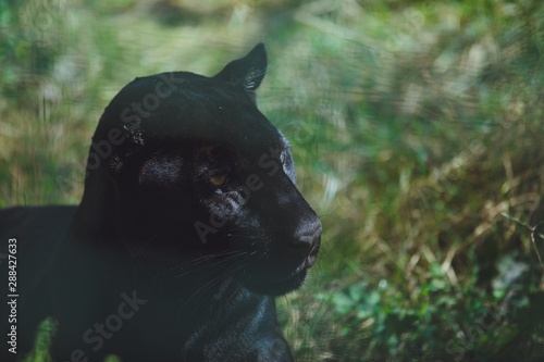 Beautiful black cougar close-up