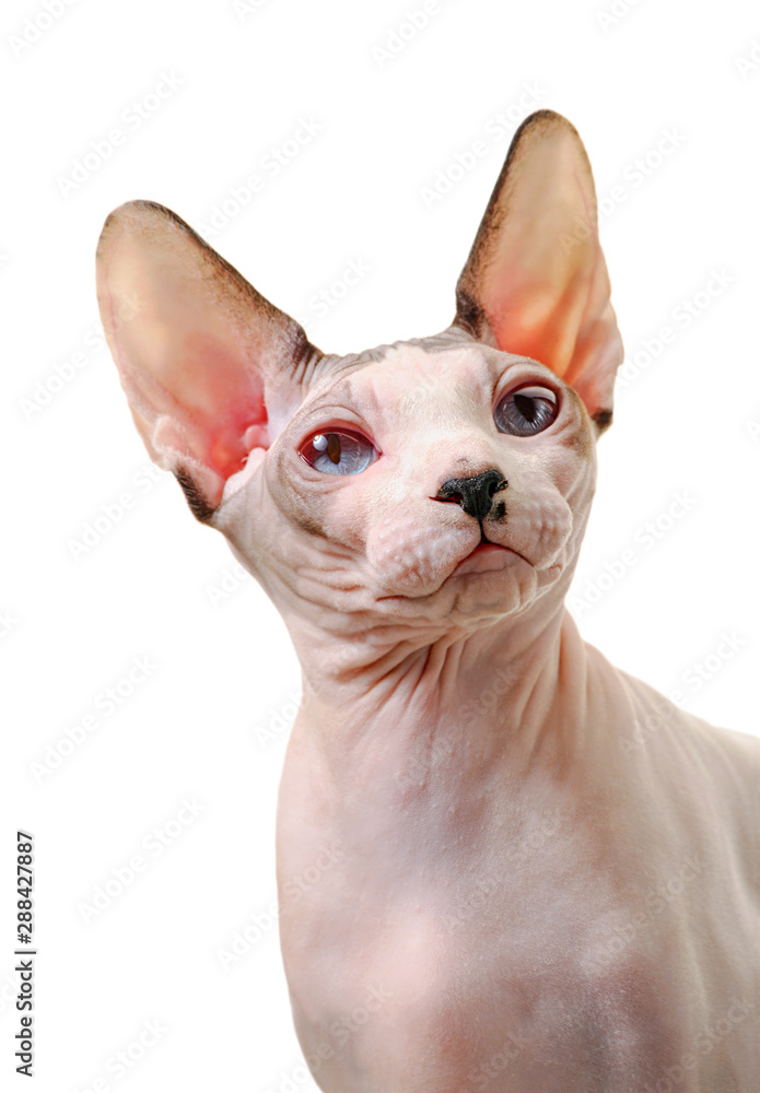 beautiful Canadian Sphynx cat portrait close-up isolated on white background