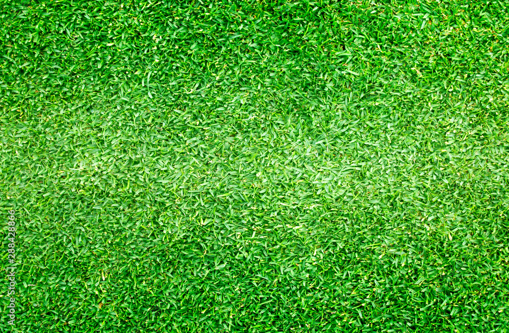 Fototapeta premium Green lawn