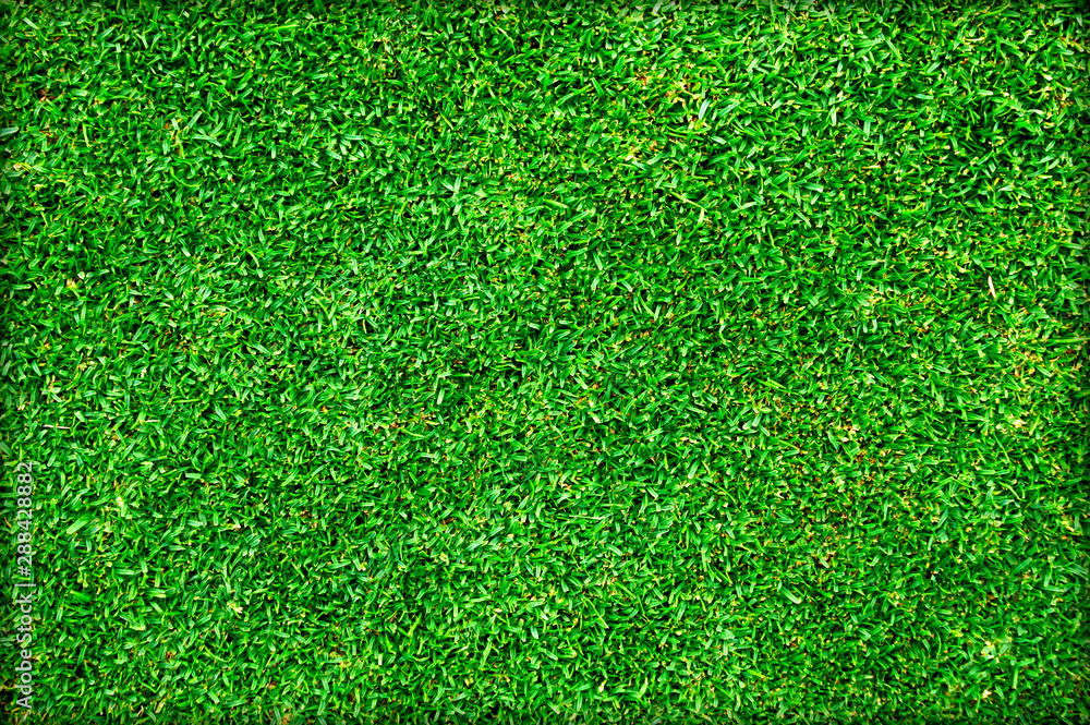 Fototapeta premium Green lawn