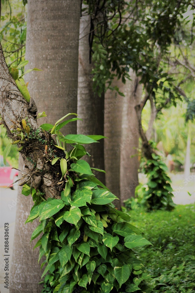 tree in the garden